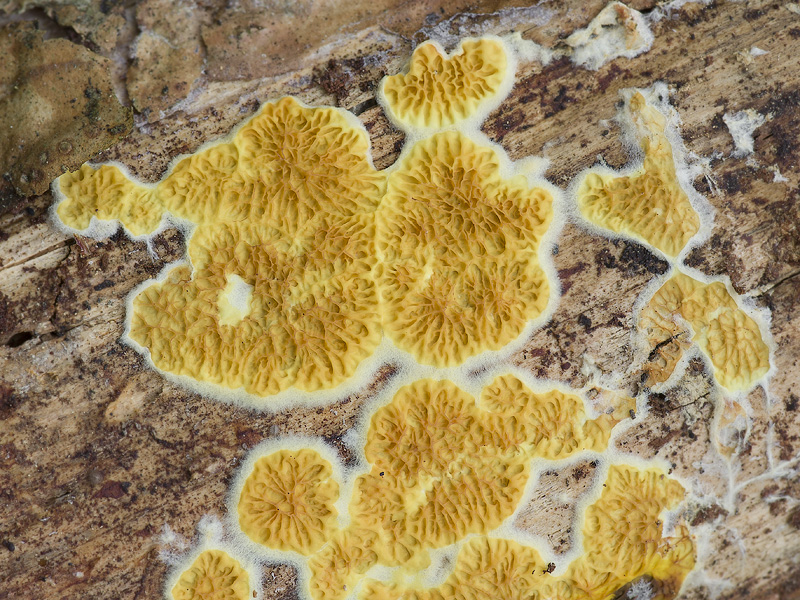 Pseudomerulius aureus